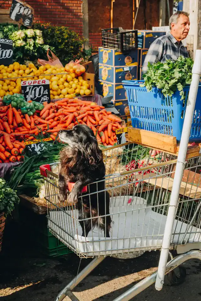 Perro en un carro de feria junto a un puesto de frutas y verduras